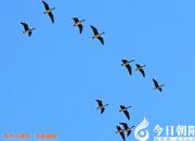 【今日朝陽網】“零聲母”應屬偽命題（吳歌）