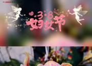 今日朝陽網(wǎng)祝所有女性朋友們節(jié)日快樂！