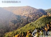 樹(shù)姿百貌——鈍葉榕（陳玉民）