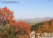 樹(shù)姿百貌——桉樹(shù)（陳玉民）
