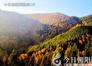 樹(shù)姿百貌——彩虹桉樹(shù)（陳玉民）