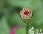 認真的媽媽（何燁含 張美玉）