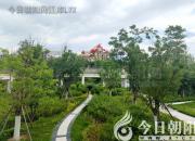 樹(shù)姿百貌——桑樹(shù)（陳玉民）