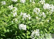 樹(shù)姿百貌——木本繡球（陳玉民）