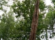 樹(shù)姿百貌——白檀（陳玉民）