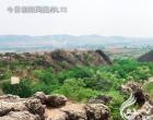 樹(shù)姿百貌——銀薇樹(shù)（陳玉民）